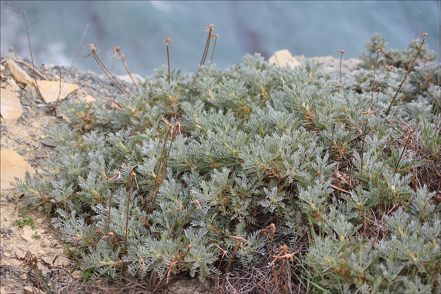 Изображение особи Astragalus arnacanthoides.