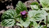 Ageratum houstonianum. Верхушка побега с развивающимися соцветиями. Германия, г. Krefeld, Ботанический сад. 02.06.2013.