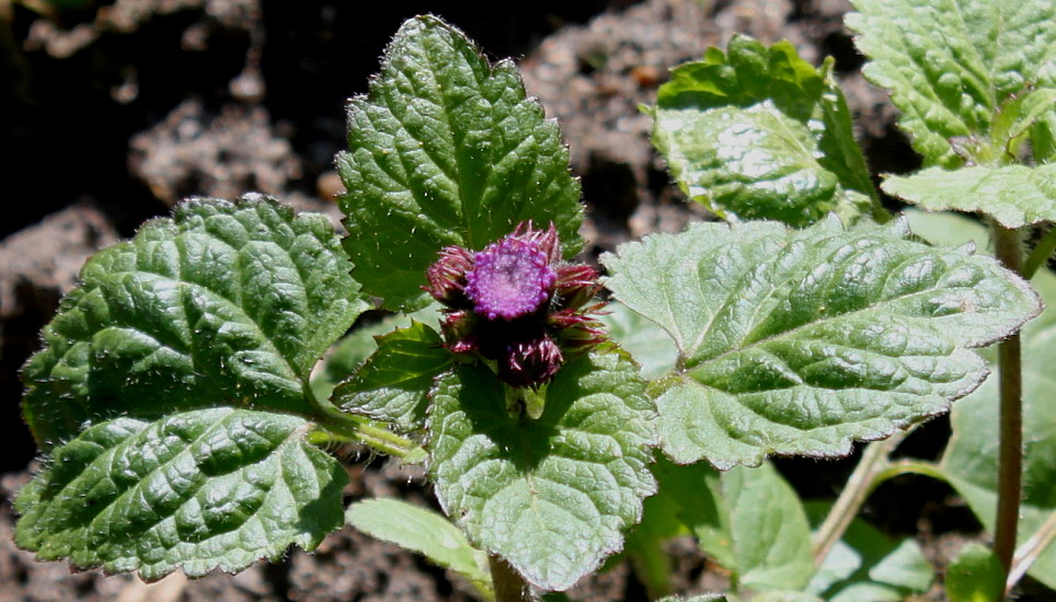 Image of Ageratum houstonianum specimen.