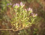 Thymus guberlinensis