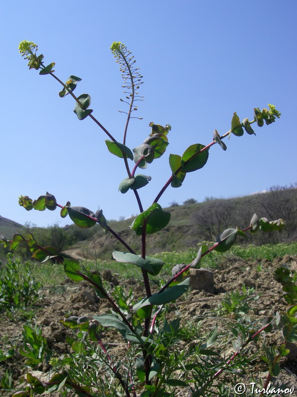 Image of Lepidium perfoliatum specimen.