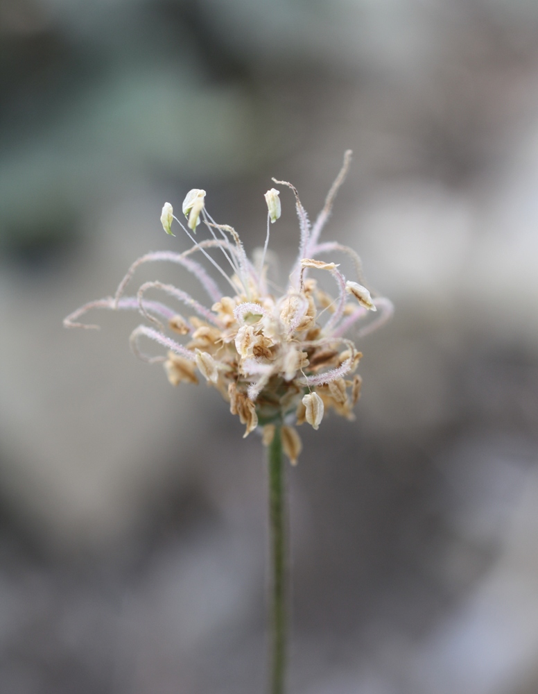 Image of Plantago dubia specimen.