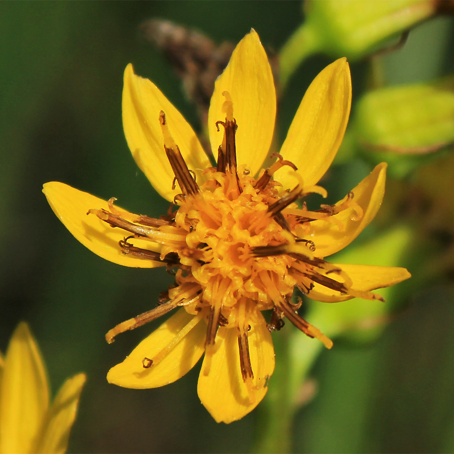 Image of Ligularia lydiae specimen.