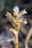 Orobanche amoena. Верхушка цветущего растения. Южный Казахстан, верхнее течение Арыси, лиственничные посадки. 26.06.2013.