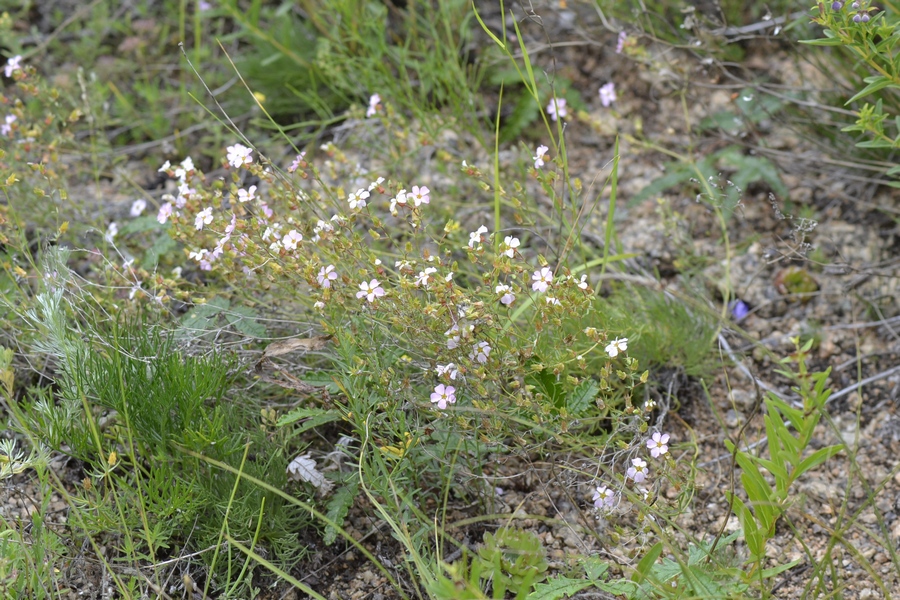 Image of Chamaerhodos trifida specimen.