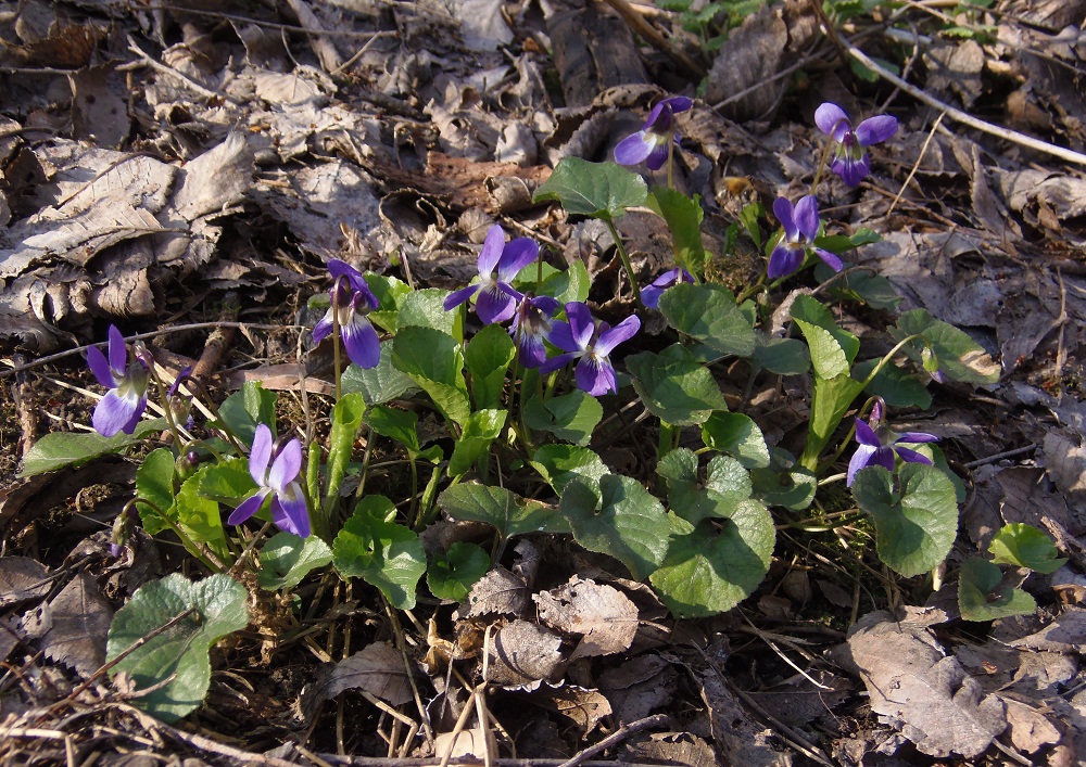 Image of Viola odorata specimen.