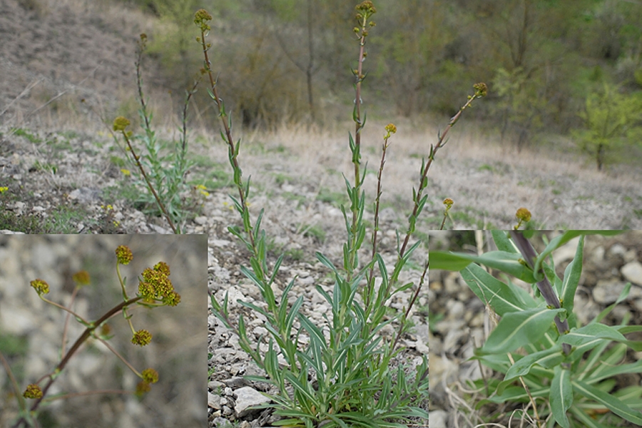 Image of genus Isatis specimen.