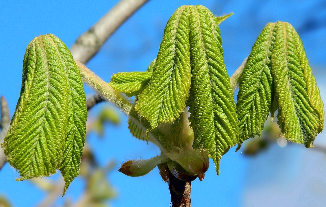 Image of Aesculus hippocastanum specimen.