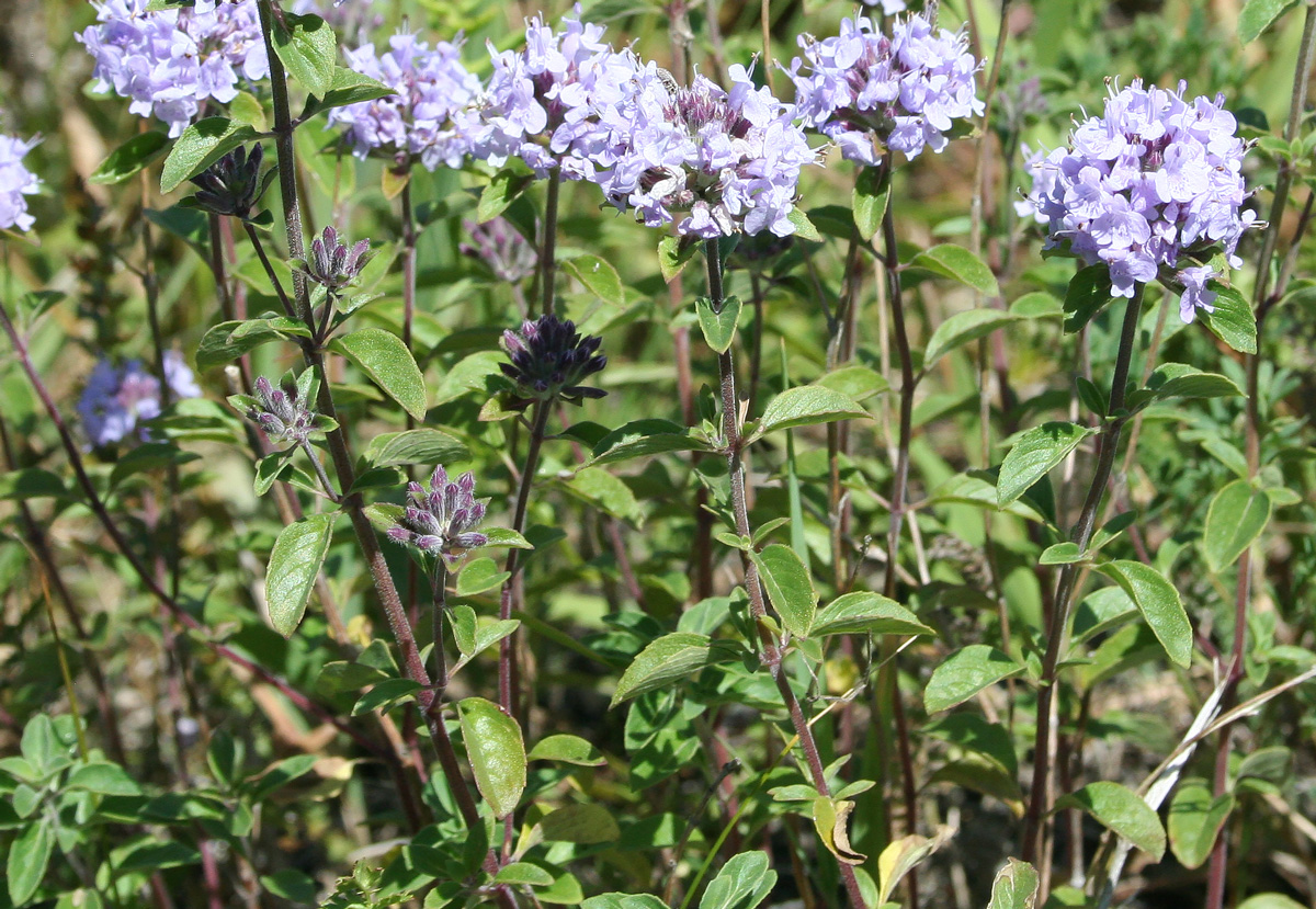 Изображение особи Ziziphora clinopodioides.