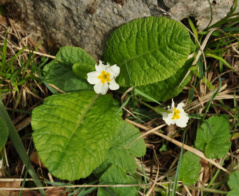 Image of Primula vulgaris specimen.