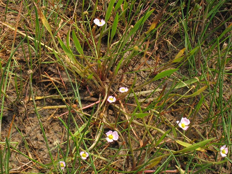 Изображение особи Baldellia ranunculoides.