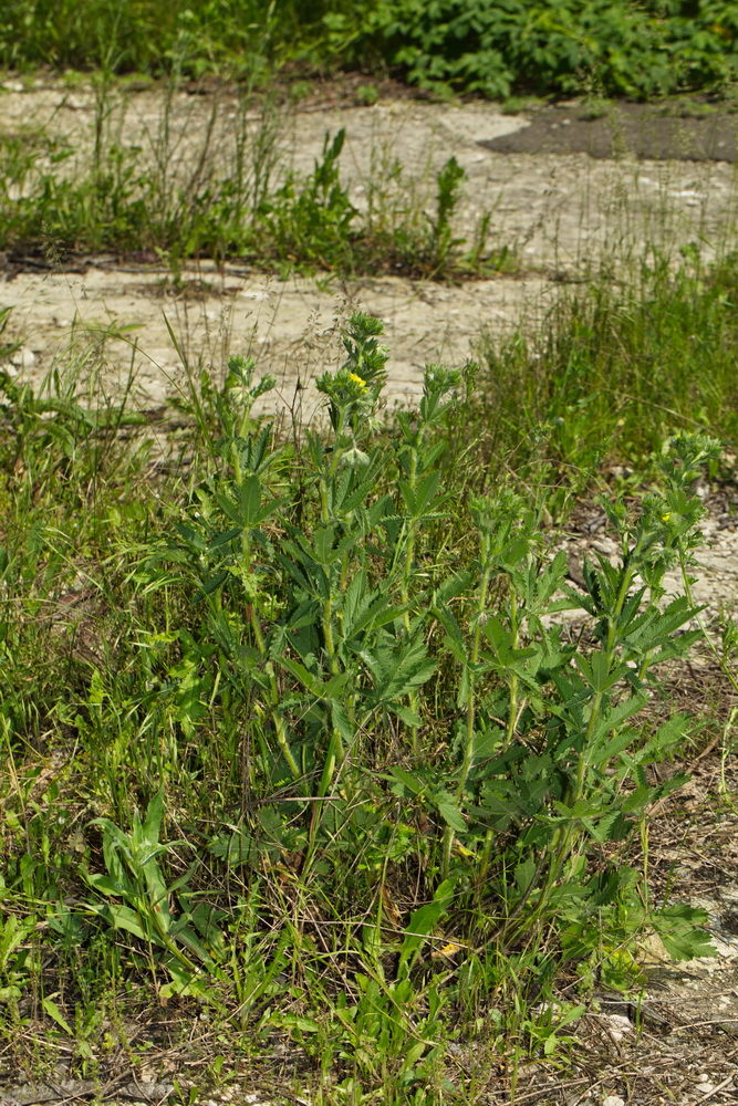 Изображение особи Potentilla recta ssp. pilosa.