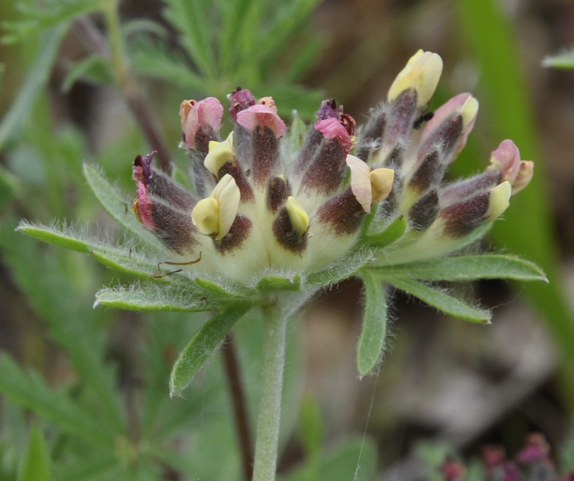 Image of Anthyllis vulneraria ssp. rubriflora specimen.