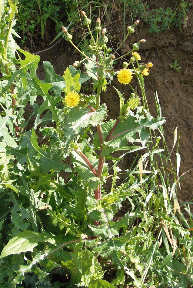 Image of Sonchus asper specimen.