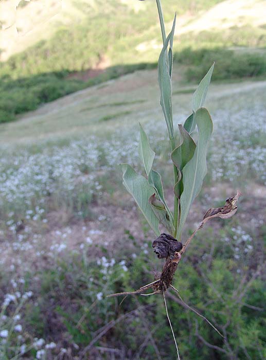 Image of Klasea haussknechtii specimen.