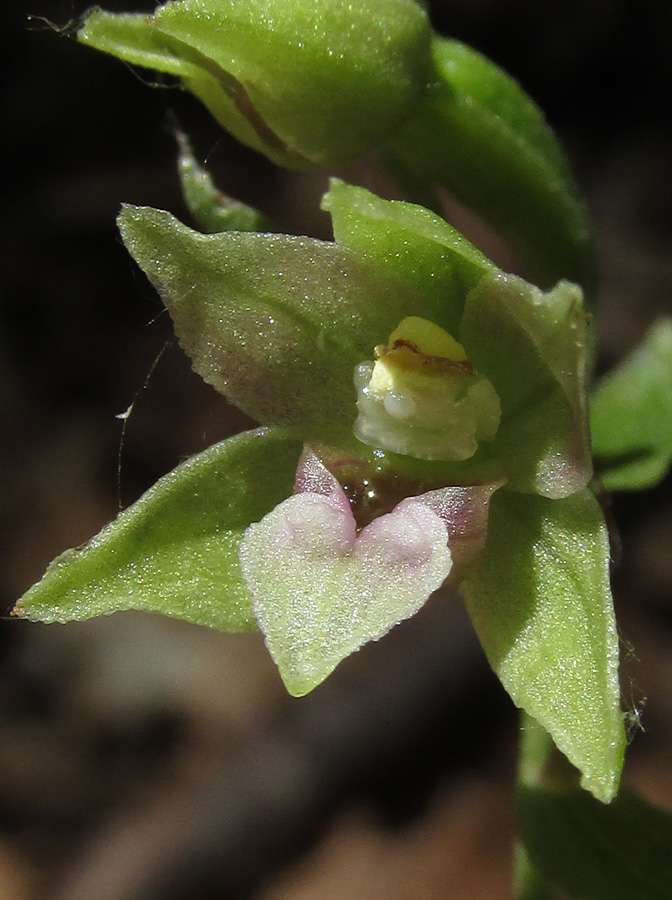 Image of Epipactis persica specimen.