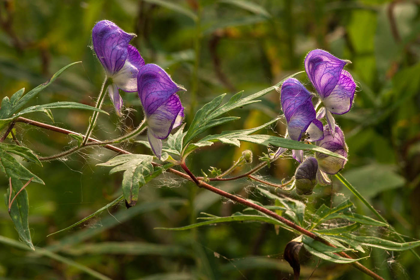 Image of Aconitum volubile specimen.