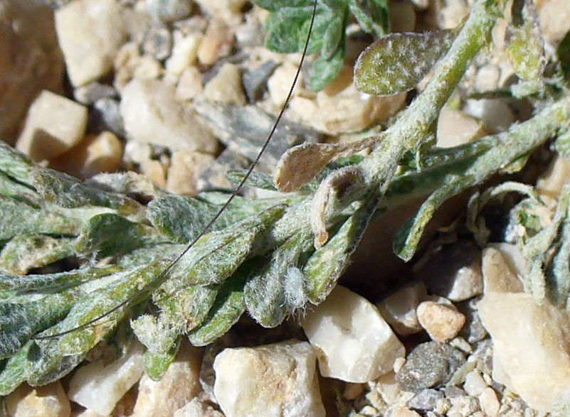 Image of genus Alyssum specimen.