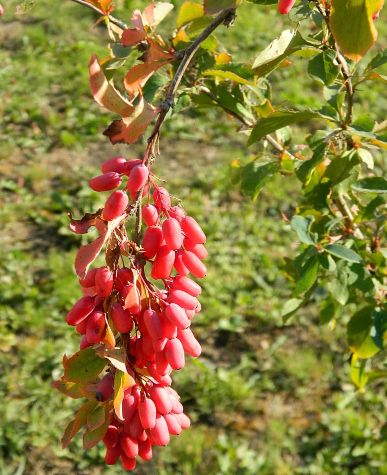 Изображение особи род Berberis.