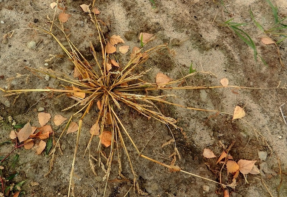 Image of Echinochloa crus-galli specimen.