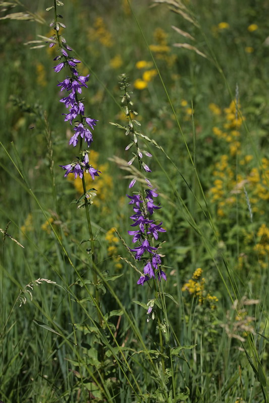 Image of Campanula bononiensis specimen.