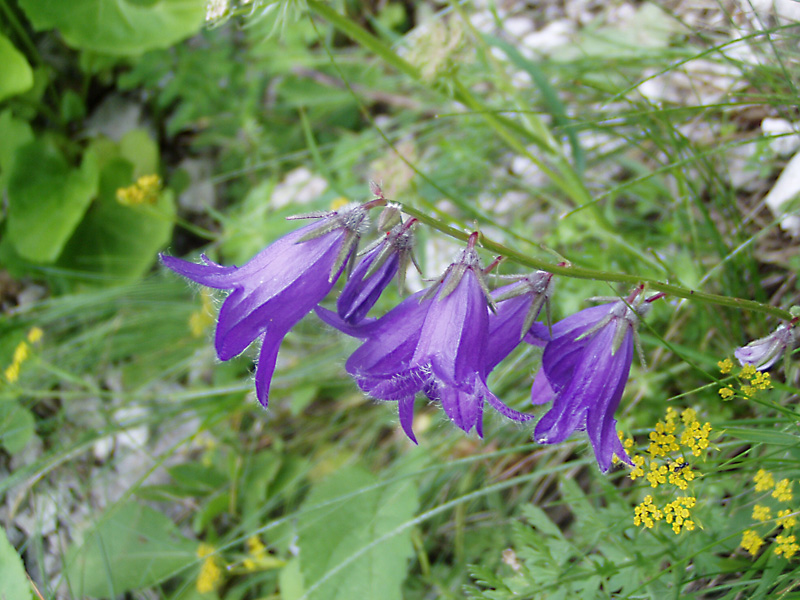 Image of Campanula woronowii specimen.