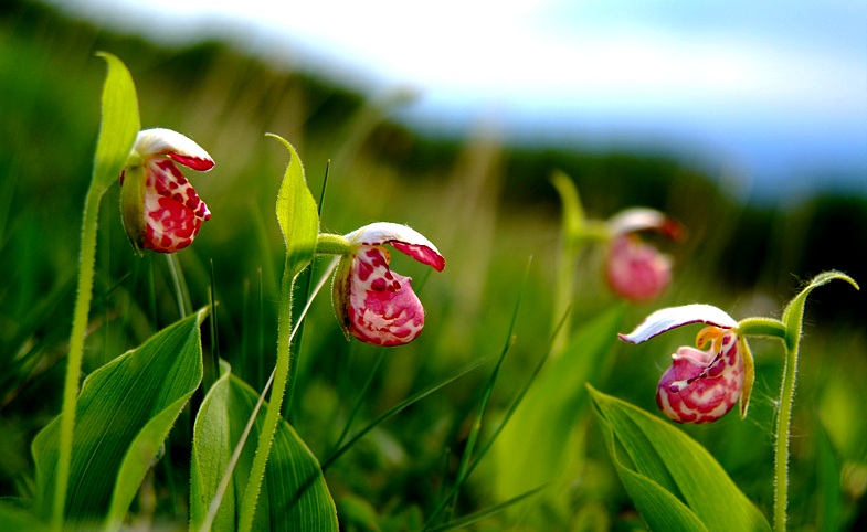 Image of Cypripedium guttatum specimen.