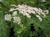 Heracleum sosnowskyi. Соцветие. Московская обл., ЗБС МГУ. 02.07.2007.