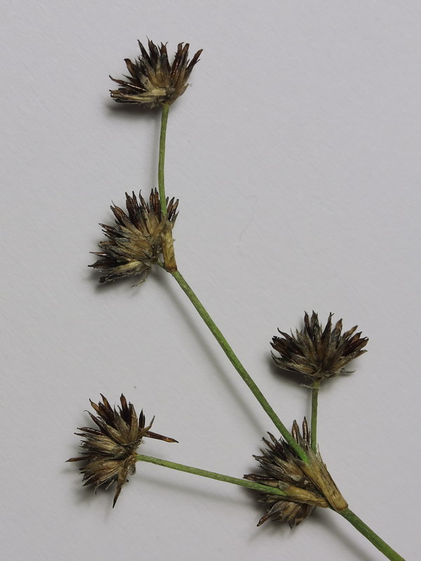 Изображение особи Juncus articulatus.