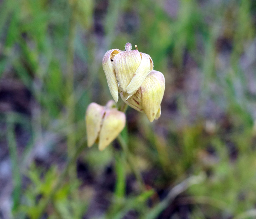 Image of Anemone gortschakowii specimen.