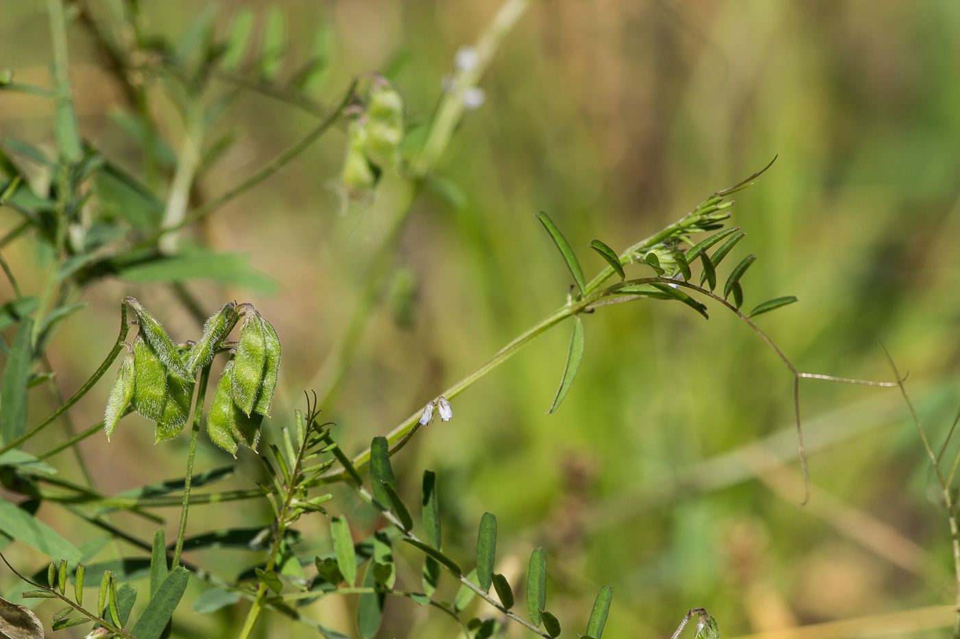 Изображение особи Vicia hirsuta.