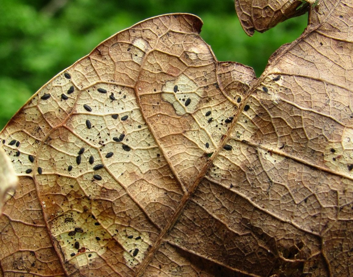 Изображение особи Quercus petraea.