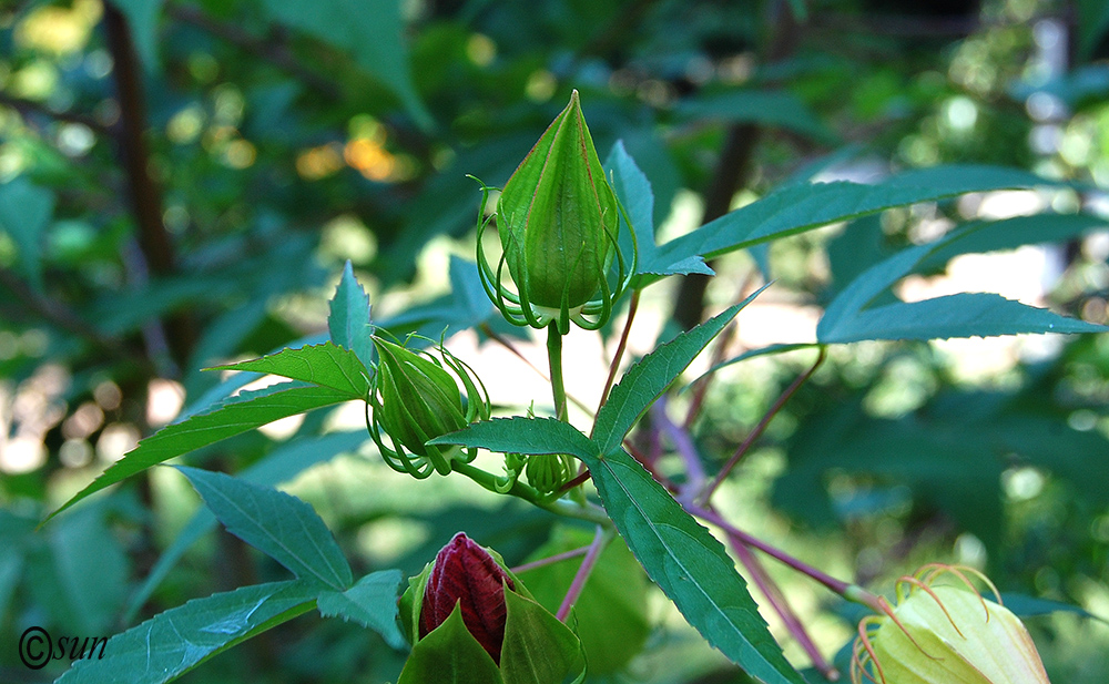 Image of Hibiscus coccineus specimen.