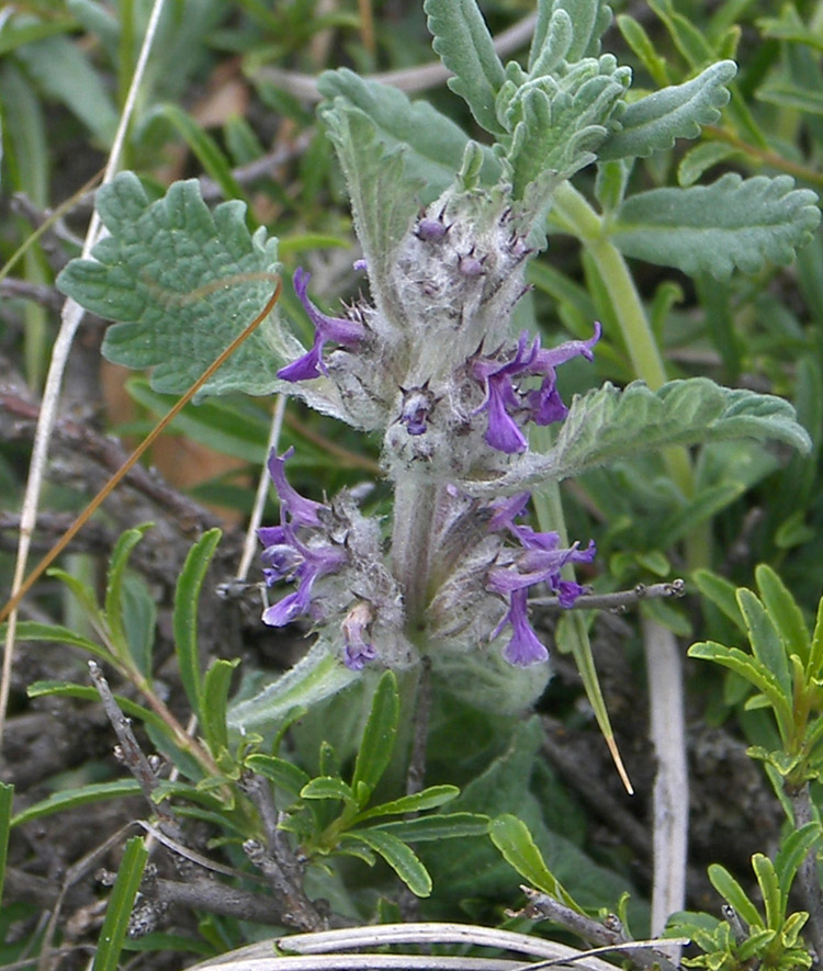 Image of Marrubium plumosum specimen.