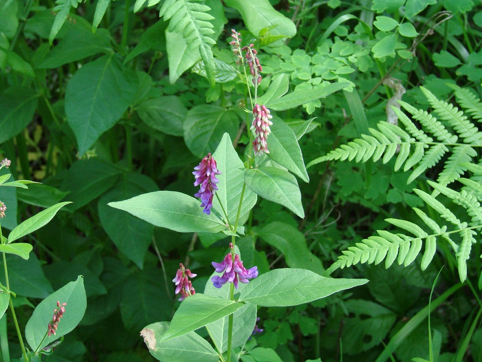 Image of Vicia unijuga specimen.