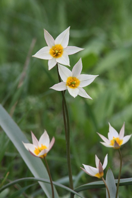 Image of Tulipa bifloriformis specimen.