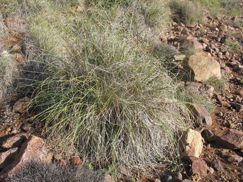 Image of Lygeum spartum specimen.