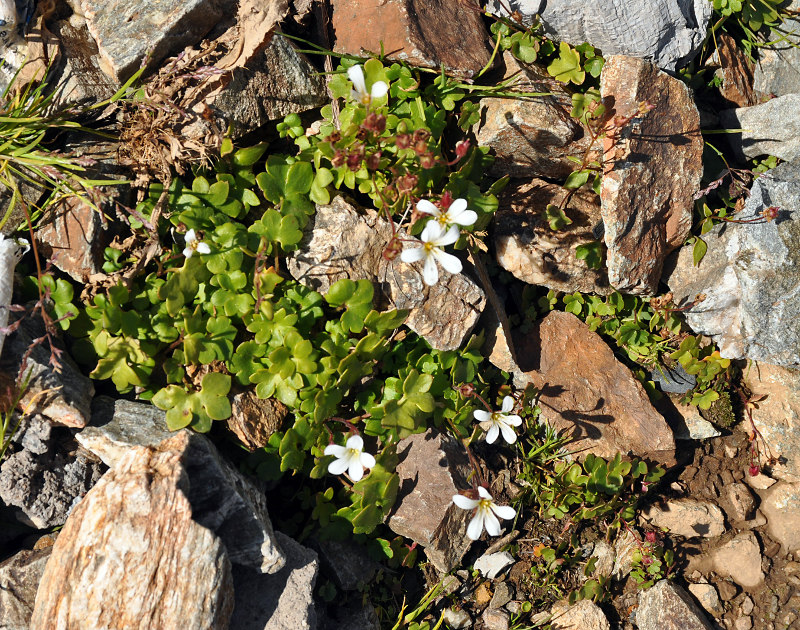 Image of Saxifraga sibirica specimen.