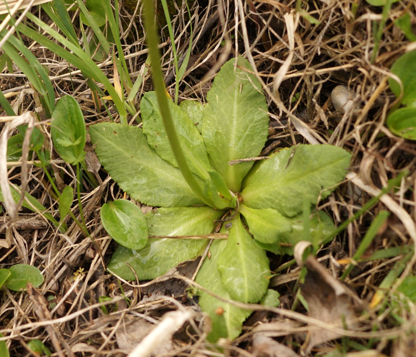 Image of Primula algida specimen.