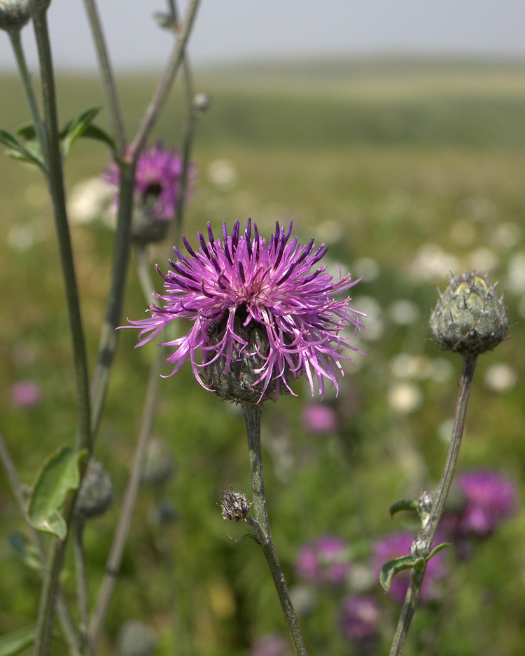 Image of Centaurea apiculata specimen.