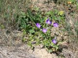 Viola disjuncta