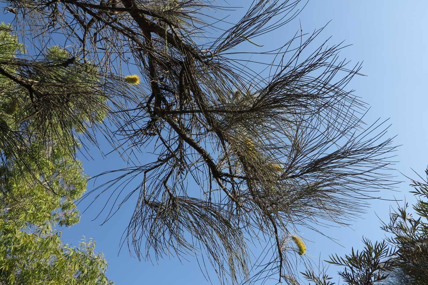 Image of Hakea chordophylla specimen.