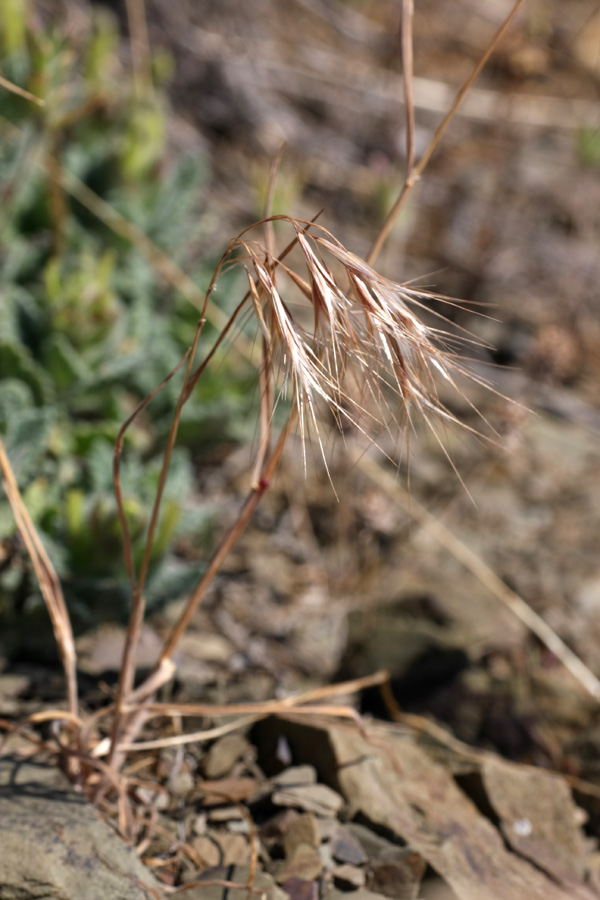 Изображение особи Anisantha tectorum.