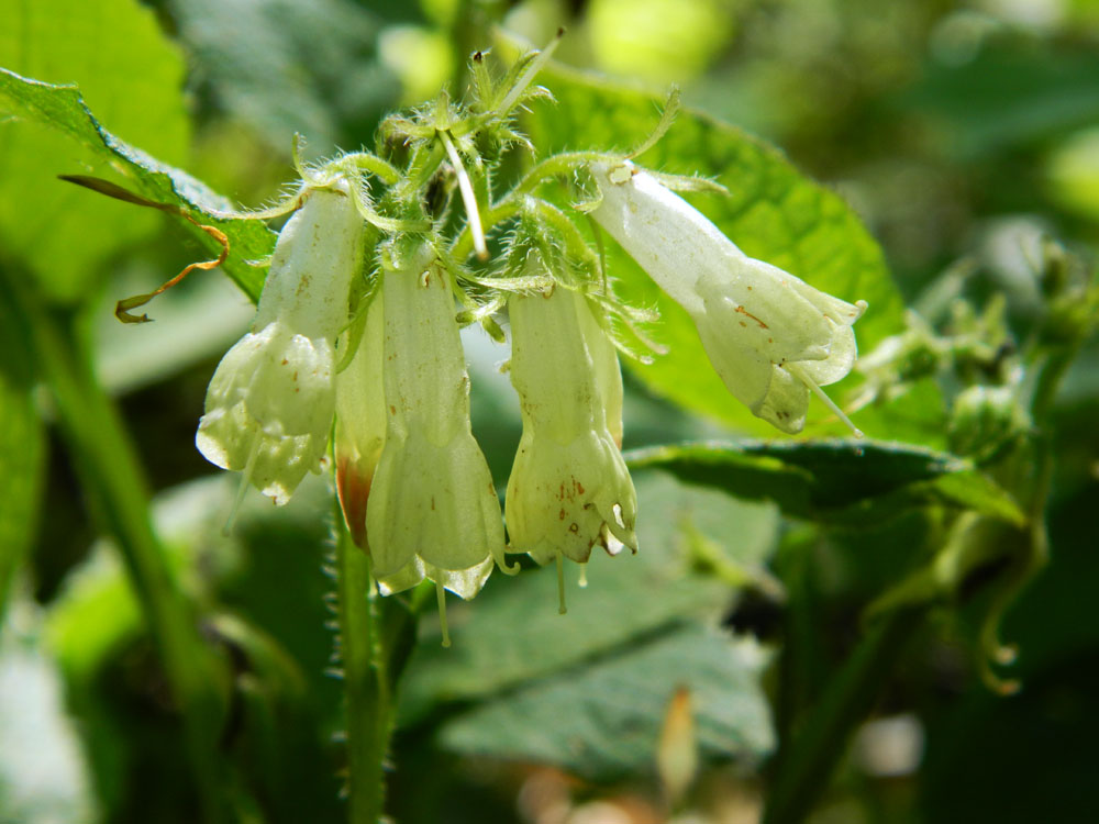 Изображение особи Symphytum tauricum.