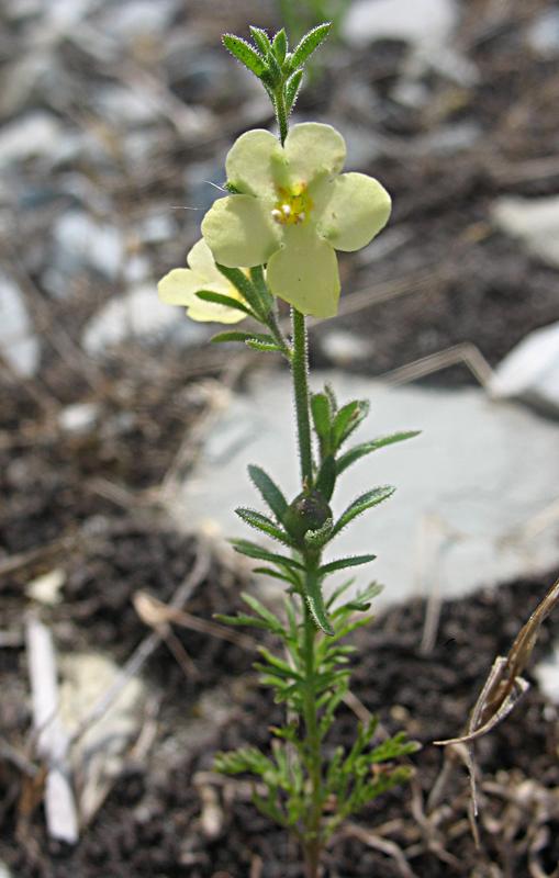 Image of Verbascum orientale specimen.