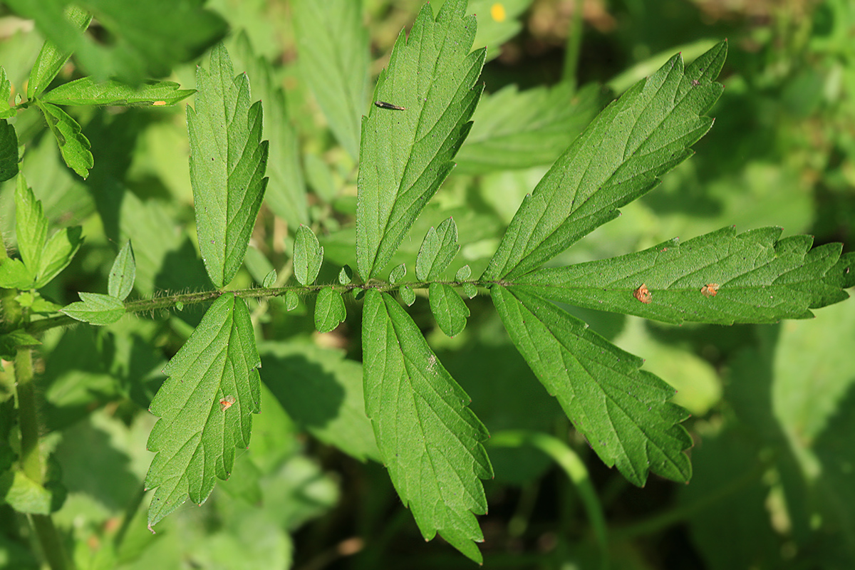 Image of Agrimonia pilosa specimen.