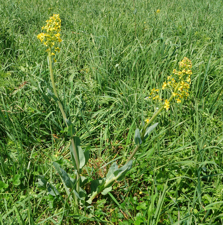 Image of Ligularia altaica specimen.