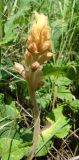 Orobanche alba. Цветущее растение. Пензенская обл., Нижнеломовский р-н, окр. с. Усть-Каремша, остепнённый луг на открытом склоне. 4 июля 2015 г.