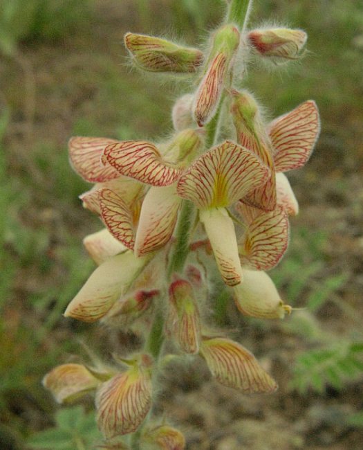 Image of Onobrychis chorassanica specimen.