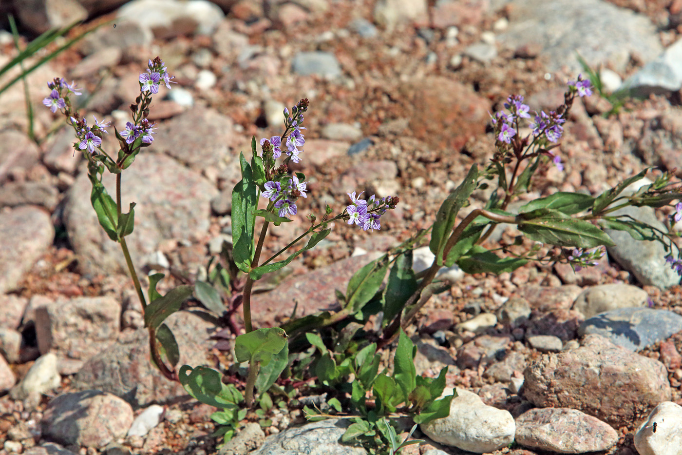 Изображение особи Veronica oxycarpa.